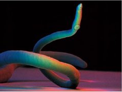 會寄生人體的蟲子，鉤蟲、疥蟲、蛔蟲、血吸蟲