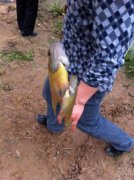 太陽魚怎么釣，太陽魚在垂釣的時候使用2.7米或3.6米手竿