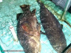廣州龍躉魚多少錢一斤，龍躉大概是300元左右一斤