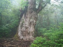 最古老的樹，日本Jhomon Sugi樹7200歲