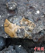 最古老的猿人化石發現于云南哪里，在云南昭通煤礦中發現