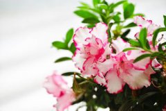 杜鵑花的花語,花語是愛的欣喜節制節制欲望