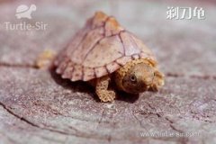 剃刀龜怎么冬眠，在溫度下降到15℃以下時