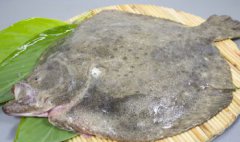 多寶魚有毒嗎，多寶魚本身無毒自然分布于大西洋東側