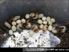獨角仙幼蟲吃什么，幼蟲可以吃蘋果香蕉等有甜味的水果