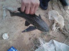 垃圾魚吃什么東西，吃青苔等藻類其他魚類的魚卵