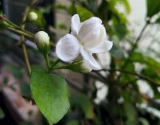 茉莉的花語和寓意，忠貞、清純、貞潔、質樸