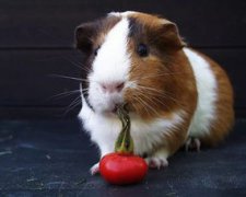 荷蘭豬死前的表現，精神萎靡、食欲下降、體溫下降等