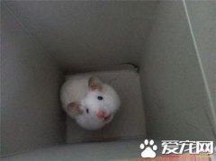 金絲熊怎么分辨公母，最容易的辦法是分辨生殖器