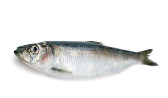 青魚是海魚還是淡水魚，青魚是一種黑色的魚