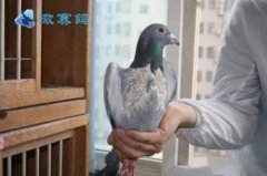 鴿虱怎么清除，賽鴿專用“疥癬靈霧專治鴿螨”