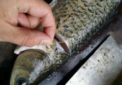 老虎魚有毒嗎怎么處理，有劇毒把內臟與血液處理掉