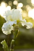 鳶尾花的花語，白色的鳶尾花代表著純真