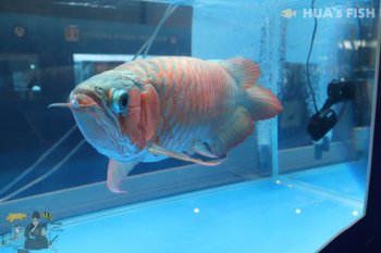 龍魚能吃嗎，能吃，它本身是一種觀賞魚真的敢吃嗎