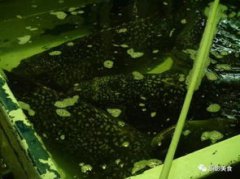龍躉魚哪些部位最好吃，選魚身嘴和尾完好無損傷的