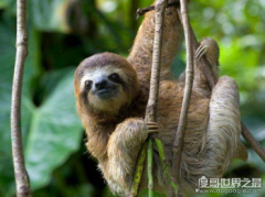 樹懶為什么會拉人下水，是謠言，水獺才是食肉動物