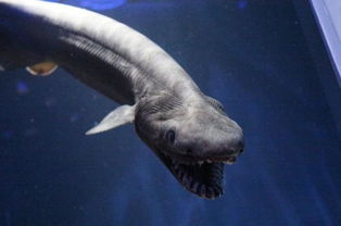 世界上最嚇人的動物，精靈鯊、皺鰓鯊、腔棘魚