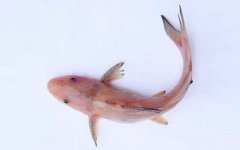 鮰魚是垃圾魚嗎，不是垃圾魚屬于長江淡水魚類