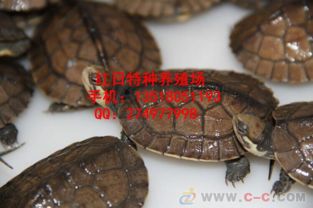 南石龜好養嗎，是比較好養的烏龜品種之一