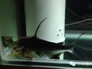 汗鯊好養嗎，是比較好養的觀賞魚中的常見魚種