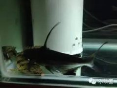 汗鯊好養嗎，是比較好養的觀賞魚中的常見魚種