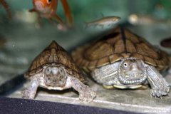 剃刀龜能長多大，一般來說會長到15厘米左右