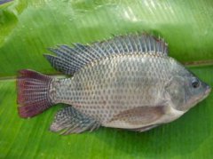 太陽魚和羅非魚的區別，品種不同、生活習性不同