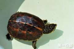 頭盔龜好養嗎，相對來說養殖的難度會高一些