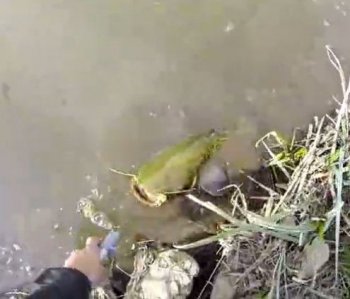 臭水溝里的魚能吃嗎，不管用清水養多久都不能吃