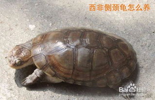 西非側頸龜好養嗎，在常溫下都能很好地飼養