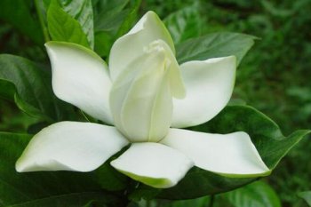 梔子花的花語，不畏困苦相伴一生相守一生