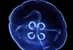 最長壽的海洋生物，是號稱可以長生不老的燈塔水母