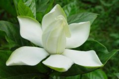 梔子花的花語，不畏困苦相伴一生相守一生