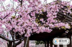 2018年日本櫻花什么時候開