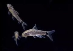 除藻能力最強的魚，小精靈、黑線飛狐、黃金胡子