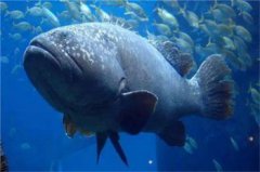 世界四大石斑魚，世界上最大的龍躉魚