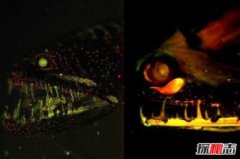 世界深海十大怪物，十大深海未知巨型恐怖生物