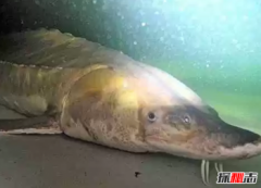 中國十大兇猛淡水魚有哪些，世界最大的十種淡水魚排名