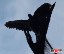 中國四大神獸真的存在嗎，四大神獸真的存在過嗎