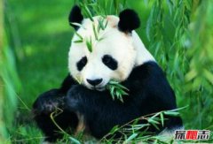 中國活化石有哪些動物植物，全球七大動物活化石