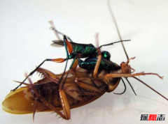 什么動物對人類最忠誠，世界十大最忠實的動物