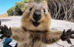 喜歡笑的動物是什么，世界上最愛笑的動物