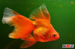 家里適合養的淡水魚，十大適合家養的觀賞淡水魚