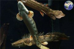 恐龍魚多少錢，世界上最漂亮的恐龍魚