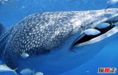 海洋里的瀕危動物，哪些海洋生物瀕臨滅絕