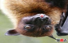 熱帶雨林有什么常見的動物，熱帶雨林有什么動物