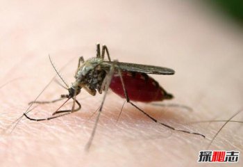 餓死一只蚊子大概需要多久，蚊子的壽命有多長