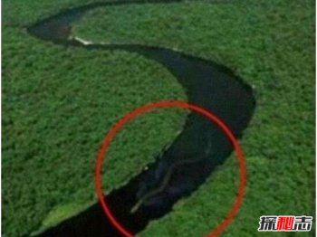 馬來西亞發現存活最大蟒蛇，神秘巨蛇現身馬來西亞