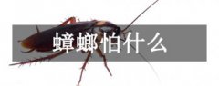 蟑螂最怕什么東西和氣味，蟑螂怕什么