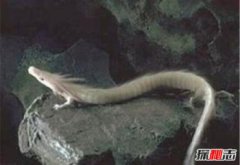 蛟龍號發現的未知生物，蛟龍號潛水員嚇瘋傳說